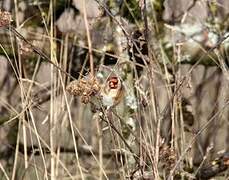 European Goldfinch