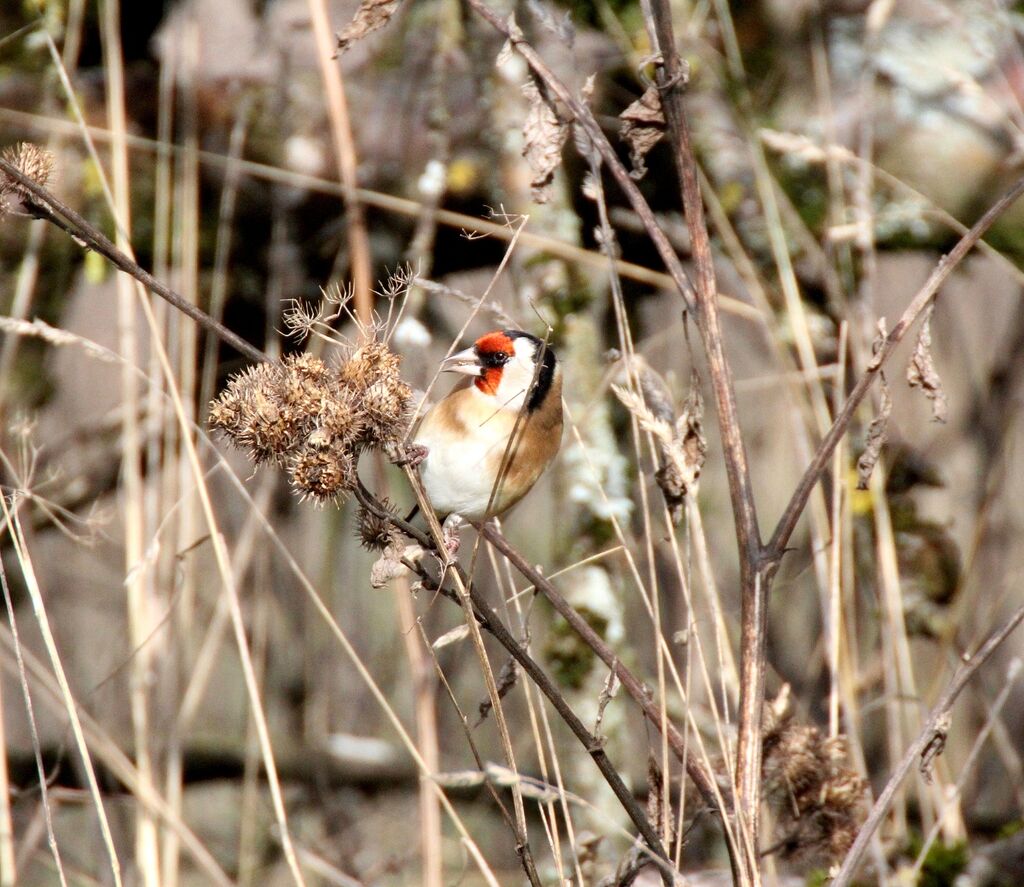 European Goldfinch