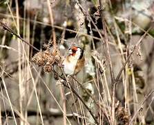 European Goldfinch