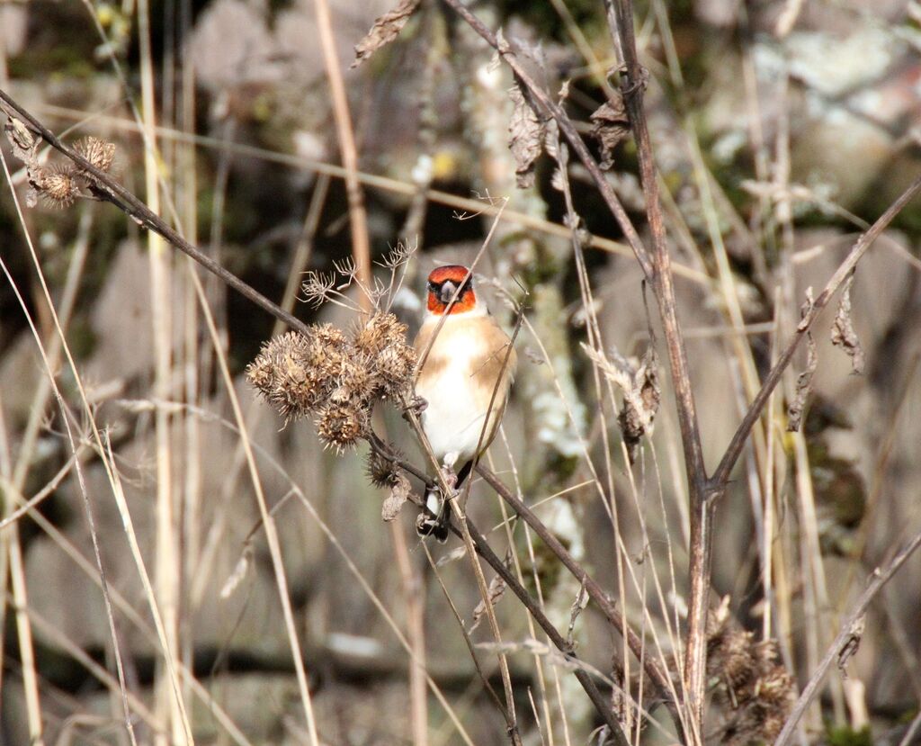 European Goldfinch