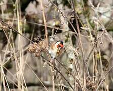 European Goldfinch