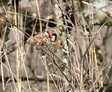 European Goldfinch