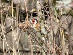 European Goldfinch