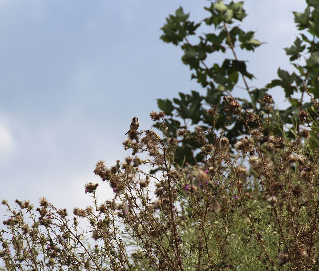 Chardonneret élégant