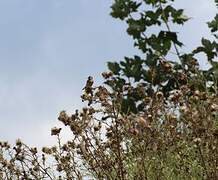 European Goldfinch