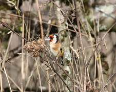 European Goldfinch