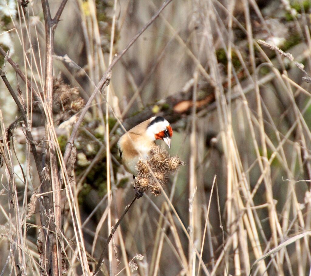 European Goldfinch