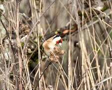 European Goldfinch