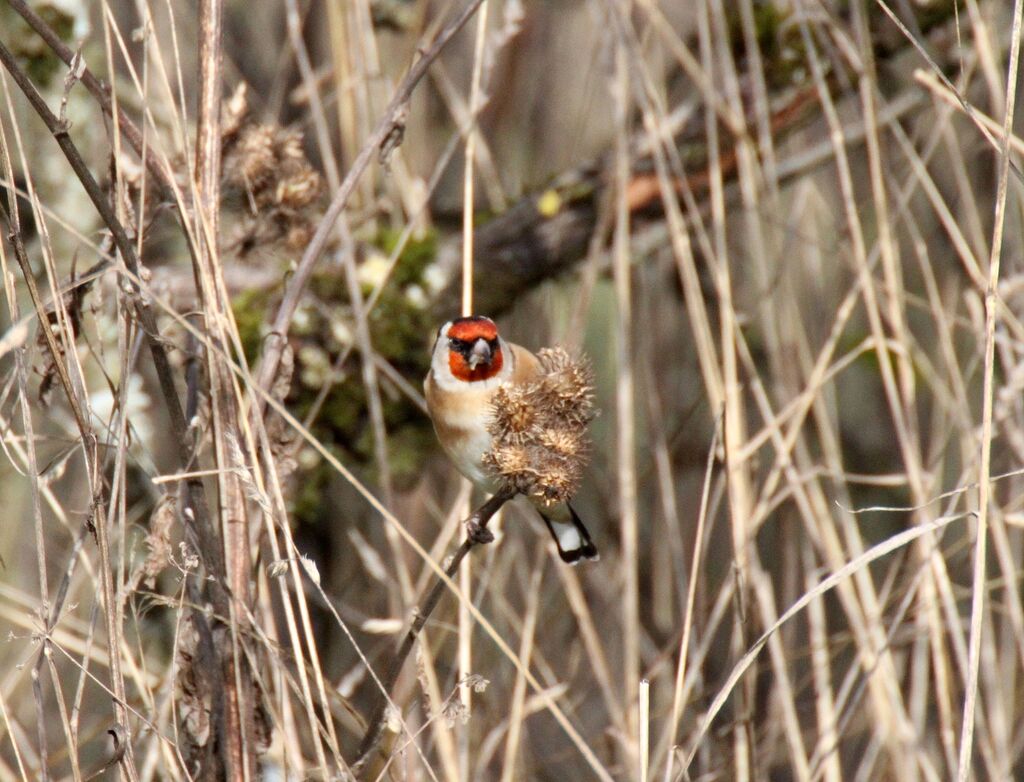 Chardonneret élégant