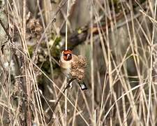 European Goldfinch