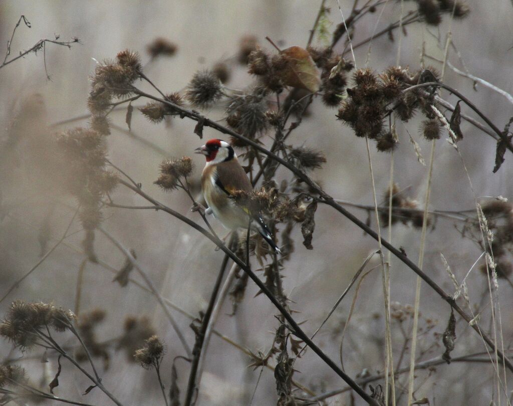 European Goldfinch