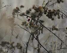 European Goldfinch