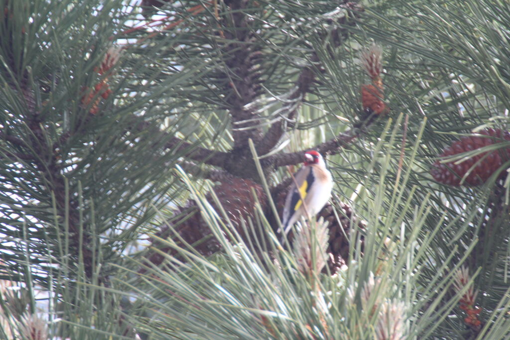 European Goldfinch