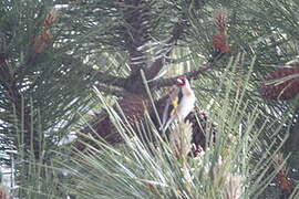 European Goldfinch