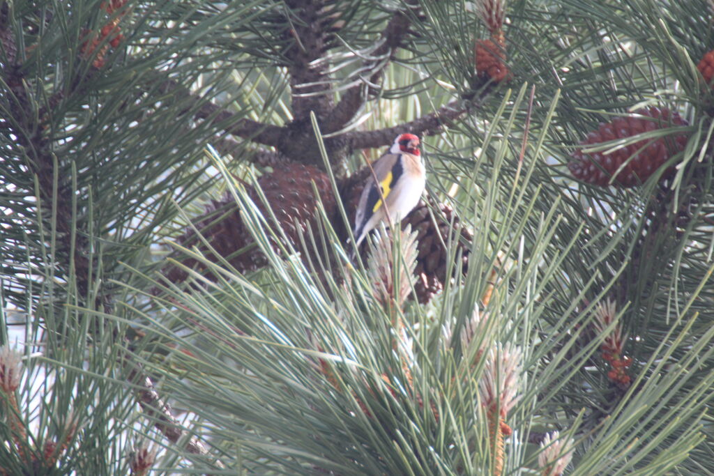 Chardonneret élégant