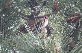 European Goldfinch