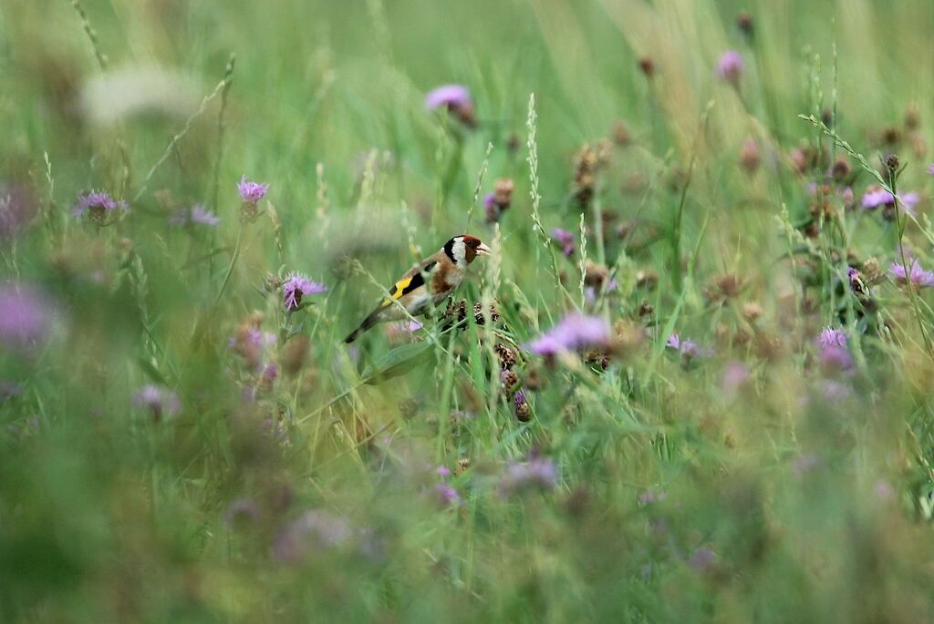 European Goldfinch