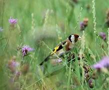 European Goldfinch