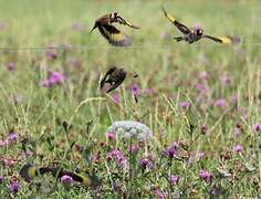 European Goldfinch