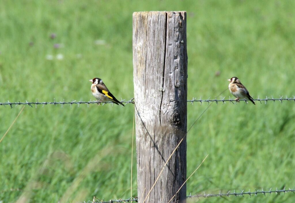 European Goldfinch