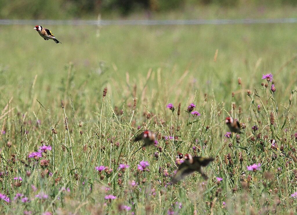 European Goldfinch