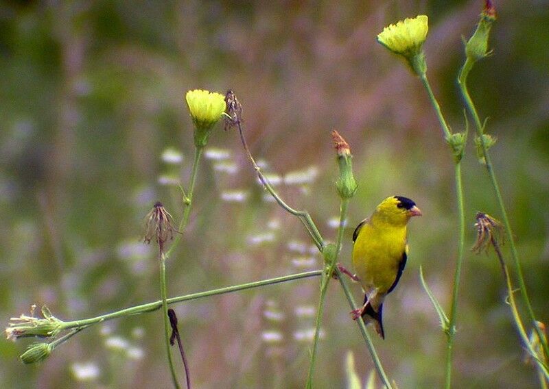 American Goldfinch male adult breeding