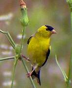 Chardonneret jaune