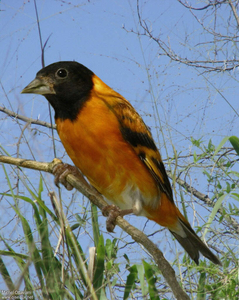 Red Siskin male subadult, identification