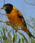 Red Siskin