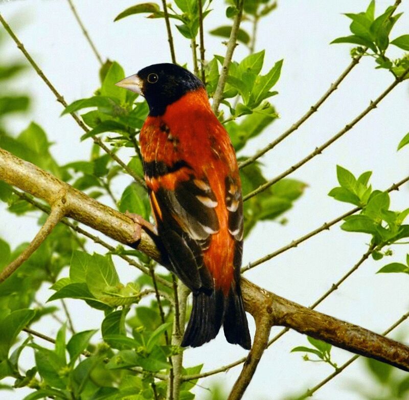 Red Siskin male adult breeding