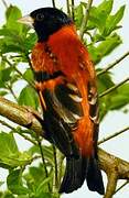 Red Siskin