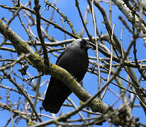 Western Jackdaw