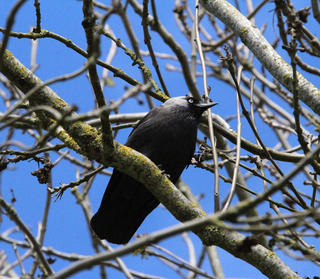 Western Jackdaw