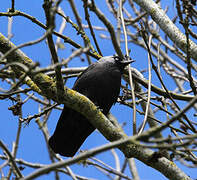 Western Jackdaw