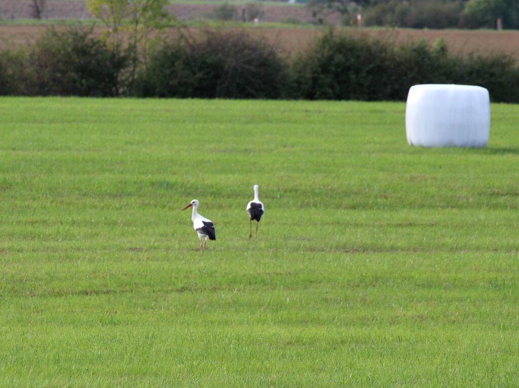 White Stork