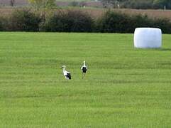 White Stork