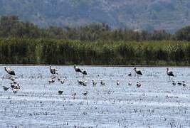 White Stork