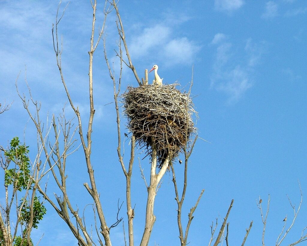 White Stork