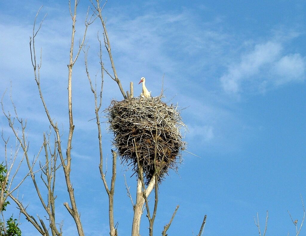 Cigogne blanche