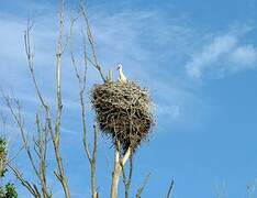 Cigogne blanche