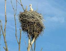 Cigogne blanche