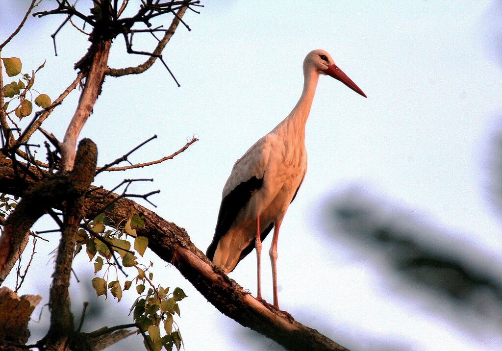 White Stork