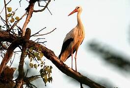 White Stork