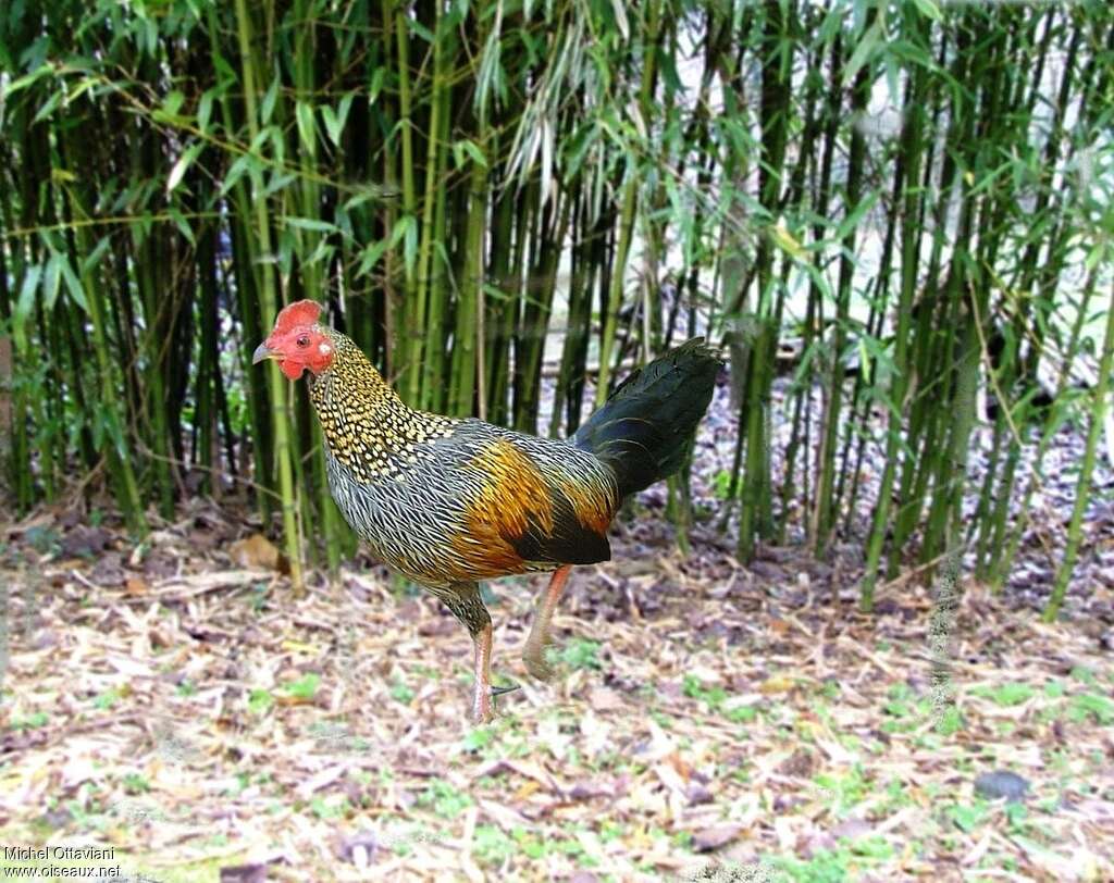 Coq de Sonnerat mâle immature, identification