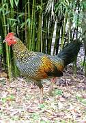 Grey Junglefowl