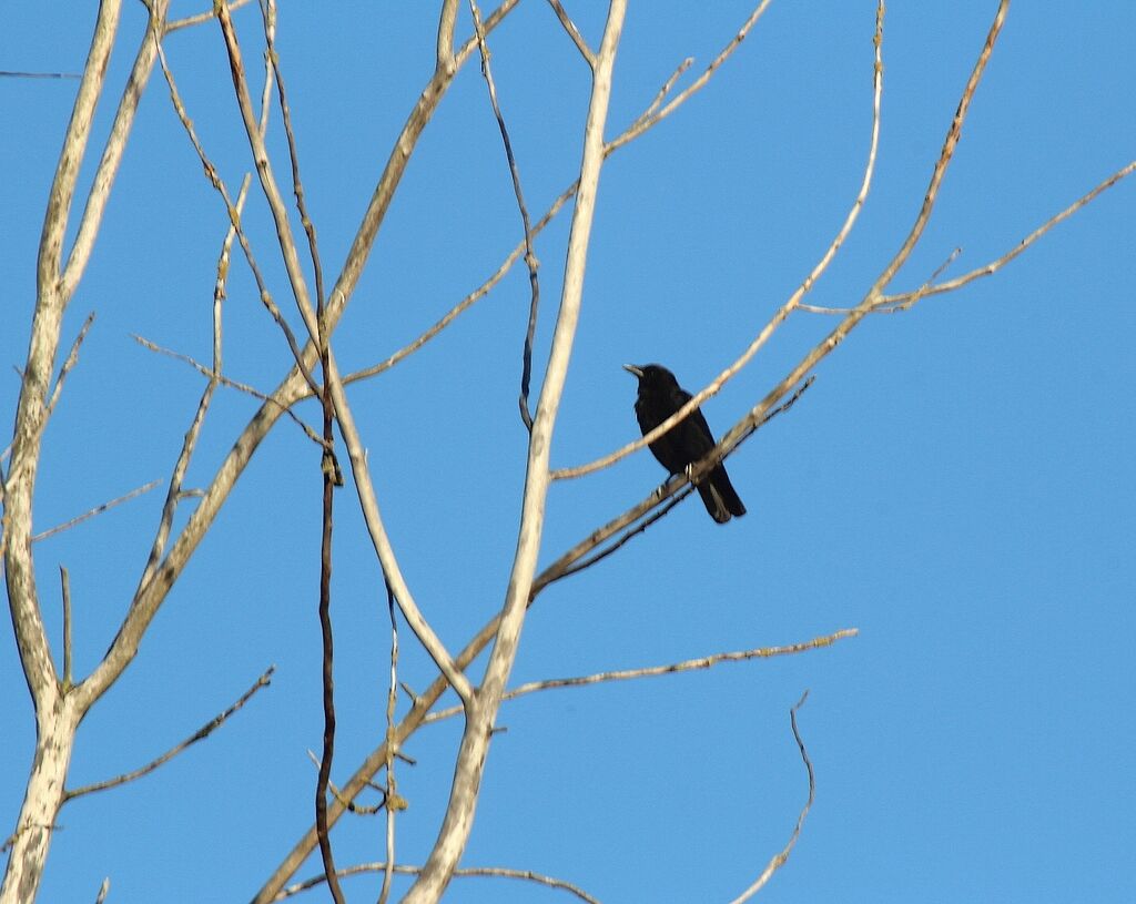 Carrion Crow