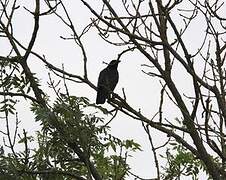 Carrion Crow