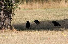 Carrion Crow