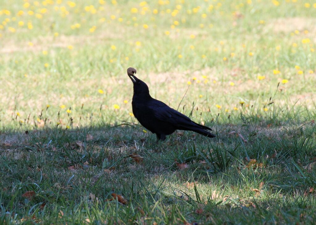 Carrion Crow