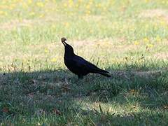 Carrion Crow